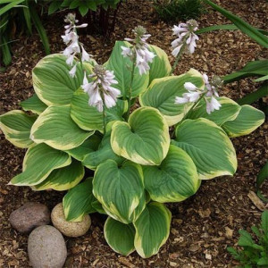 Саженцы Комплект 5шт / Хоста Фрагрант Букет (Fragrant Bouq..