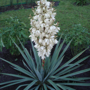 Саженцы Комплект 5шт / Юкка Нитчатая (Yucca filamentosa)