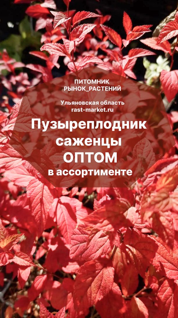 Пузыреплодник Диабло