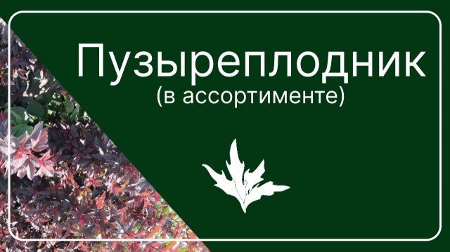 Пузыреплодник Ред Барон